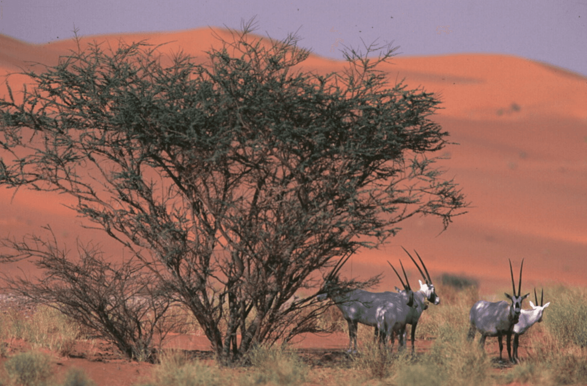‘Uruq Bani Mu’arid officially inscribed as UNESCO World Heritage Site