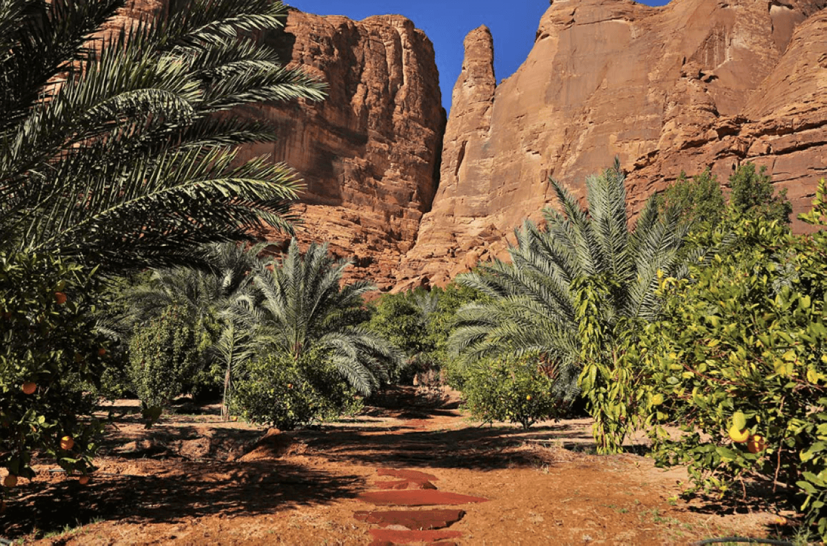 Discover the magic of Arabian Moringa trees
