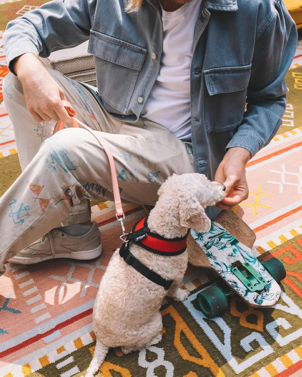 8 pet-friendly hotels in the Gulf Region