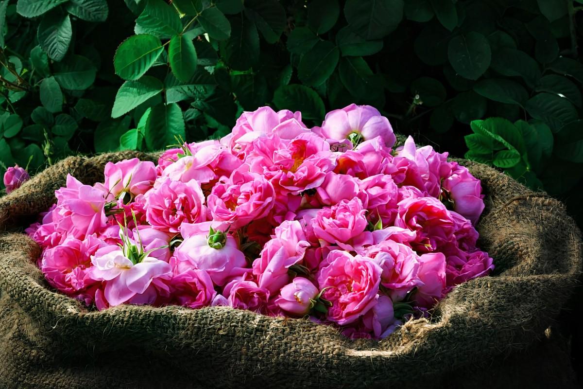 Exploring Taif: The City of Roses