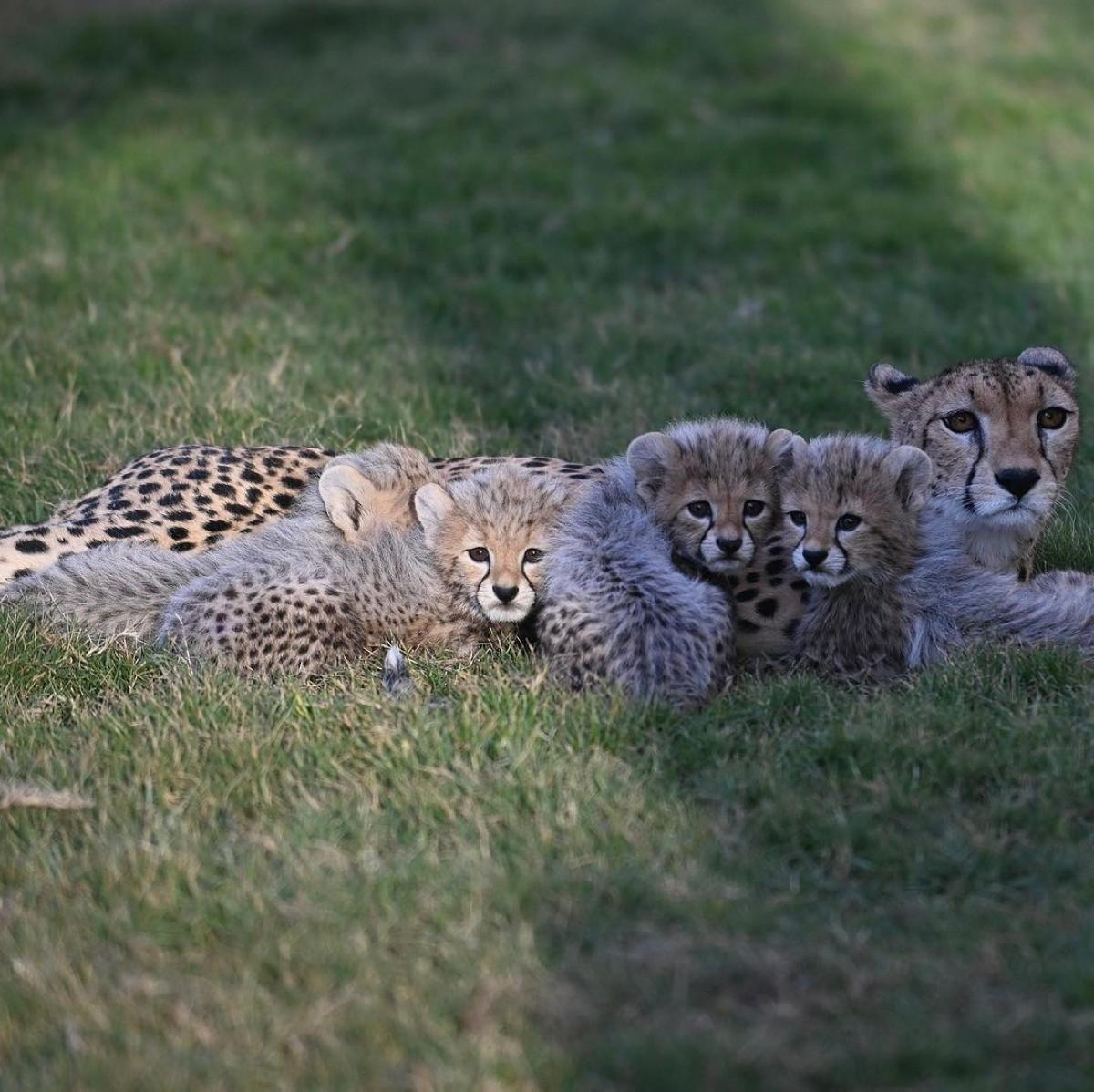 Cheetah cubs born in Saudi Arabia for the first time in 40 years