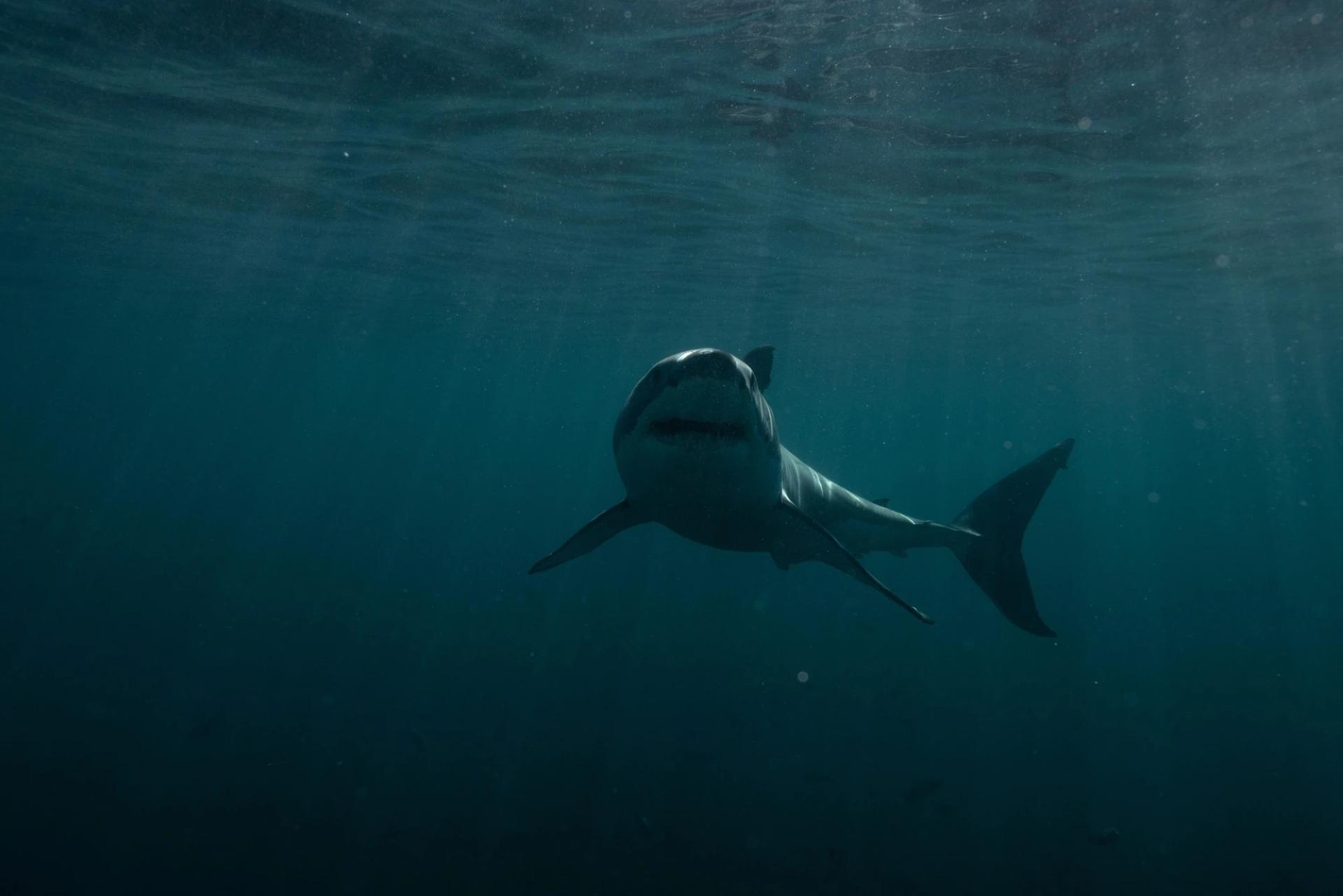Asharq Discovery brings Shark Week to Arabic audiences for the first time