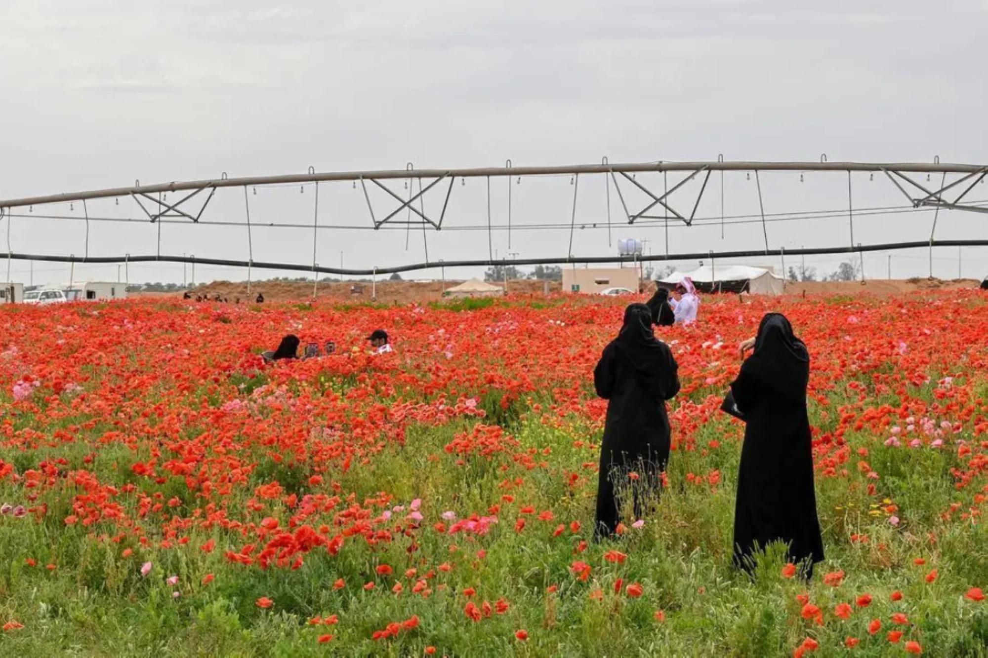 Wildflowers, golden dunes and café views: Hail’s Al-Didhan reserve is having a moment