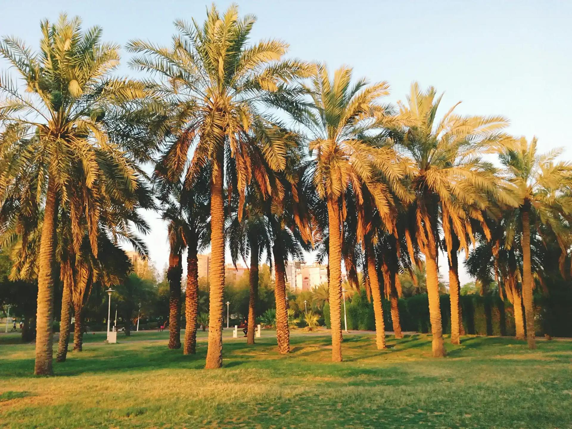 Bahja Project: Transforming Jeddah’s unused urban landscape into green spaces