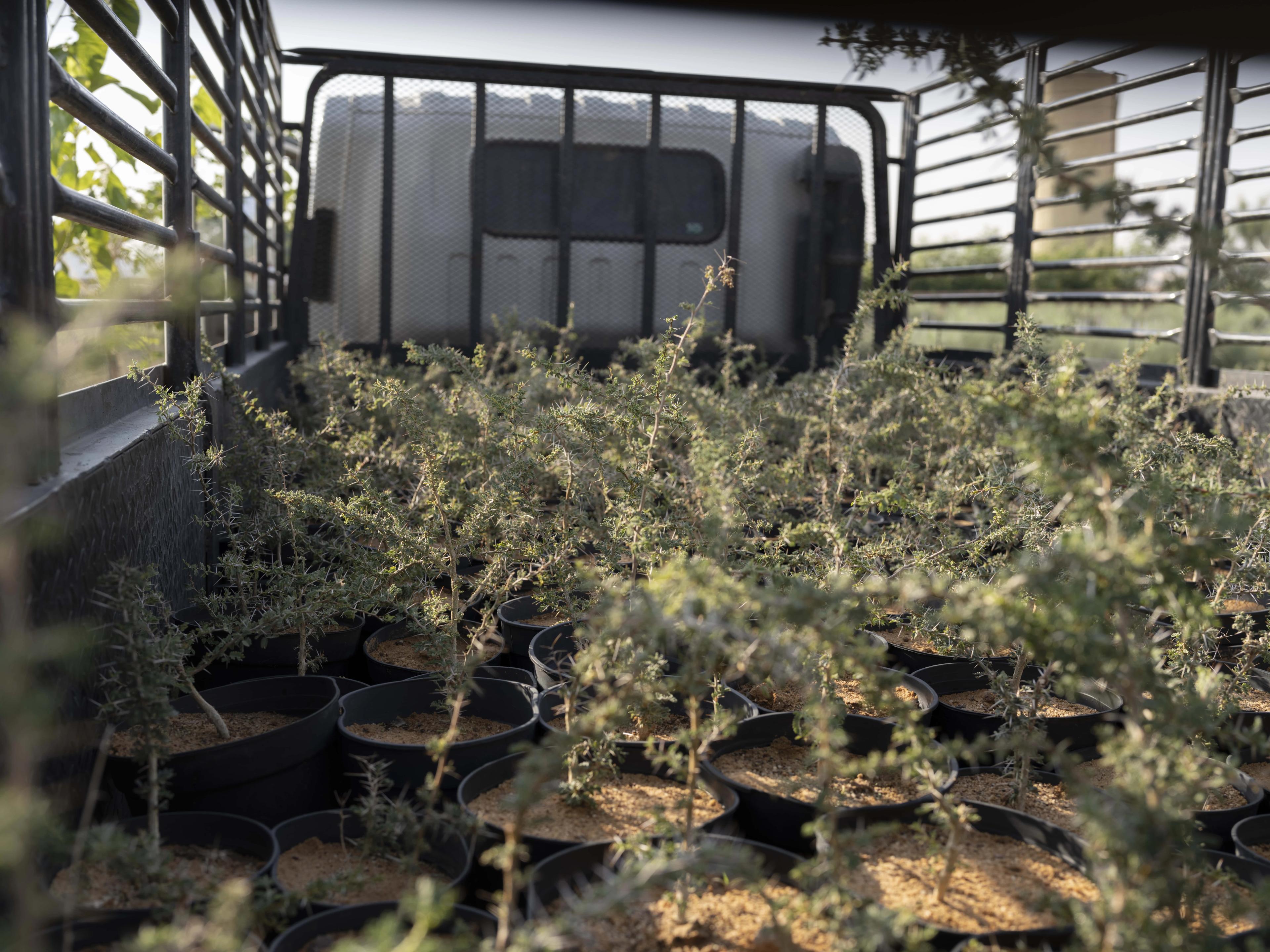 How one million native plants are transforming AlUla