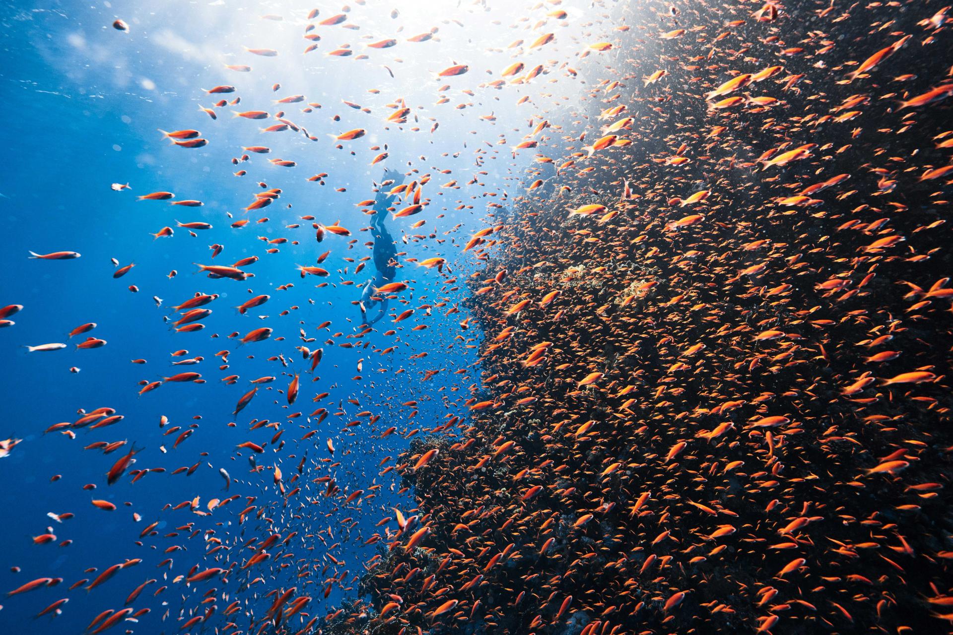 The best places to dive and snorkel in Dammam