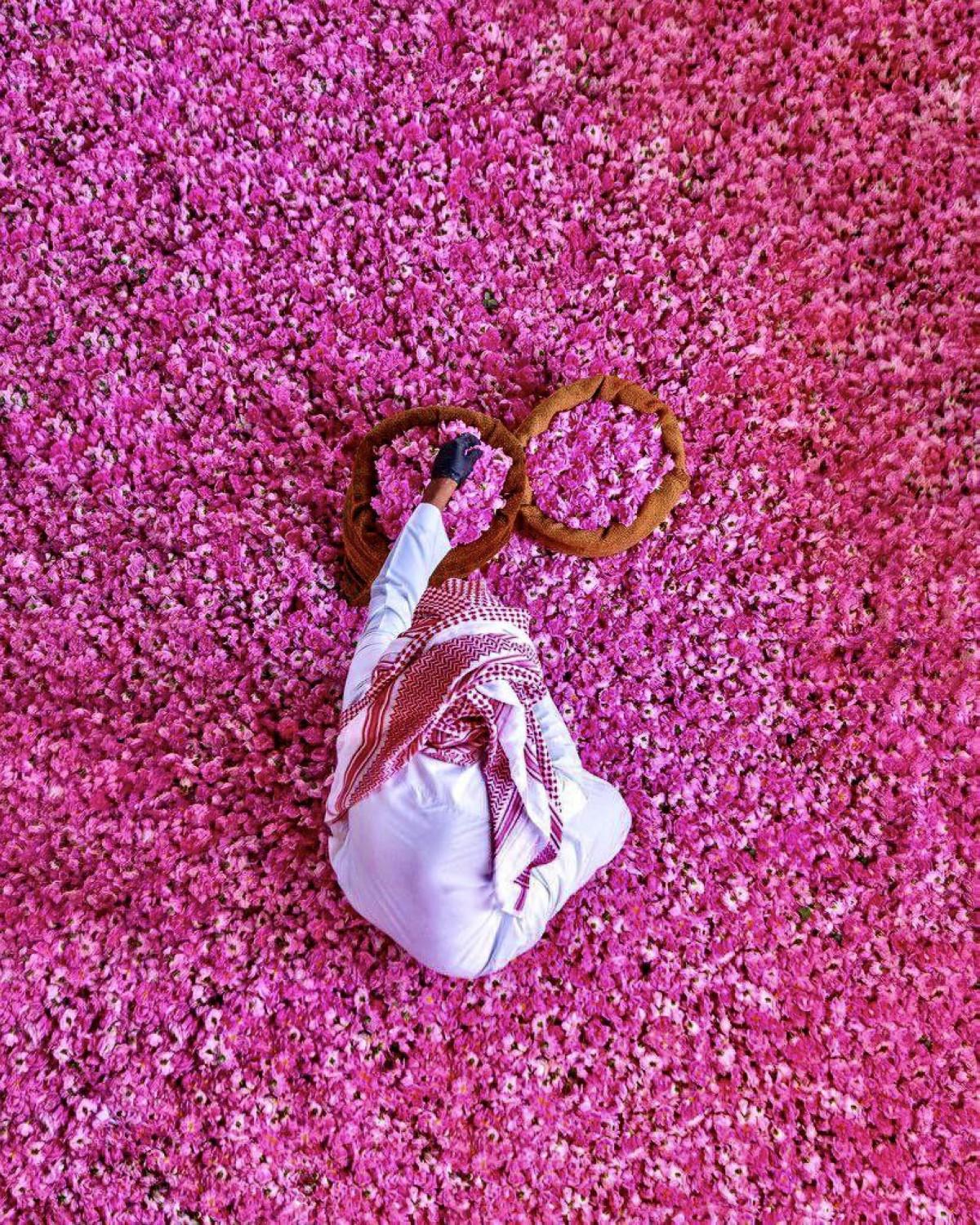 حكاية الورد الطائفي من الحقل إلى قارورة العطر