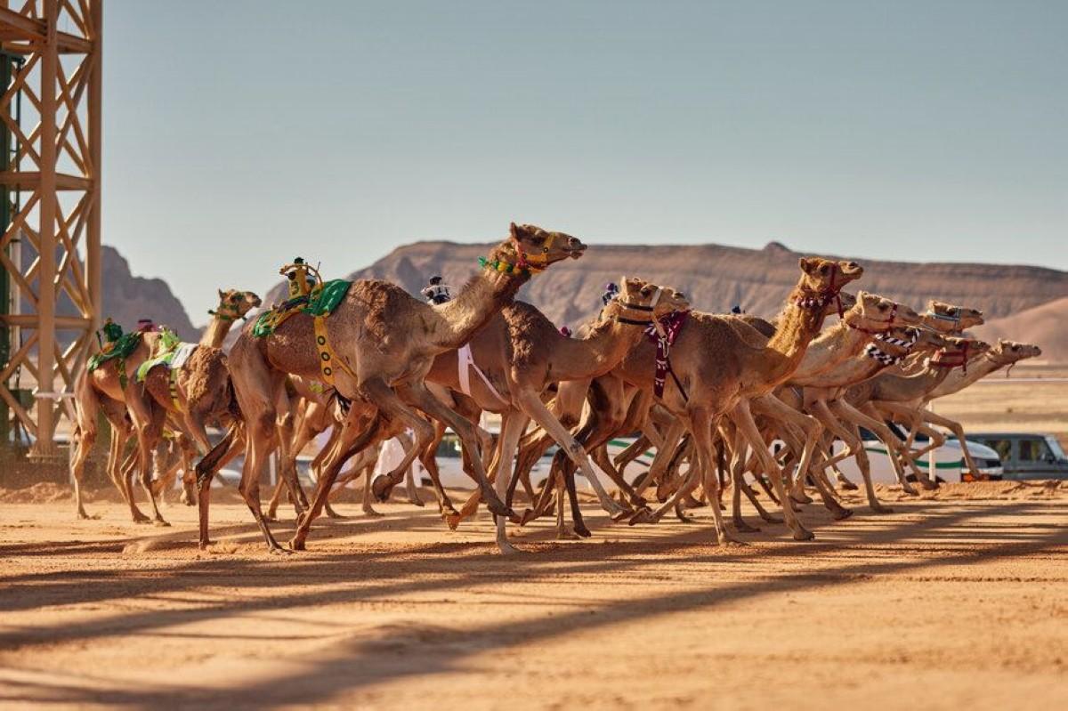 كأس العُلا للهجن 2024: تراثٍ عريق يتجدد