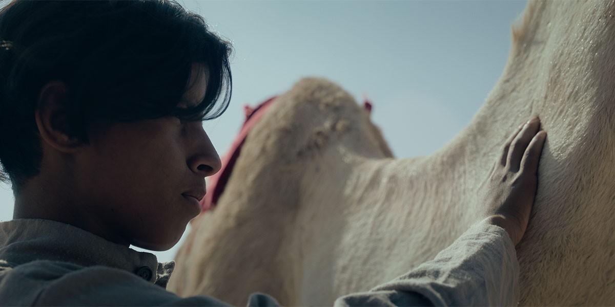 "هجان": حكايتنا مع الإبل من الألف إلى الياء