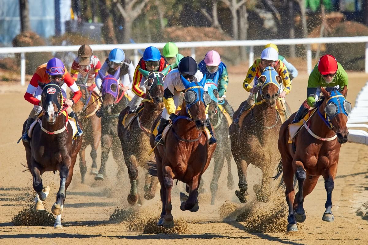 للمرة الأولى مهرجان بطولة العالم لخيل الجزيرة في السعودية