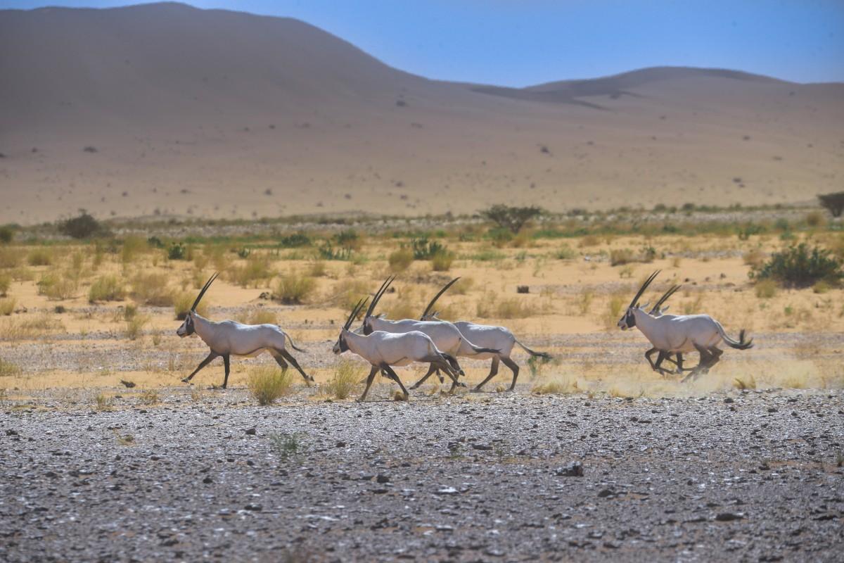 تعرف على محمية عروق بني معارض المرشحة على قائمة اليونيسكو للتراث العالمي