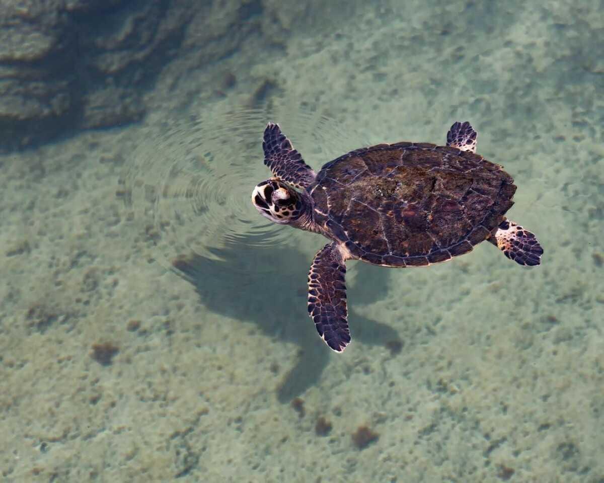 Combine a family getaway with turtle conservation at Dubai's Jumeirah Al Naseem