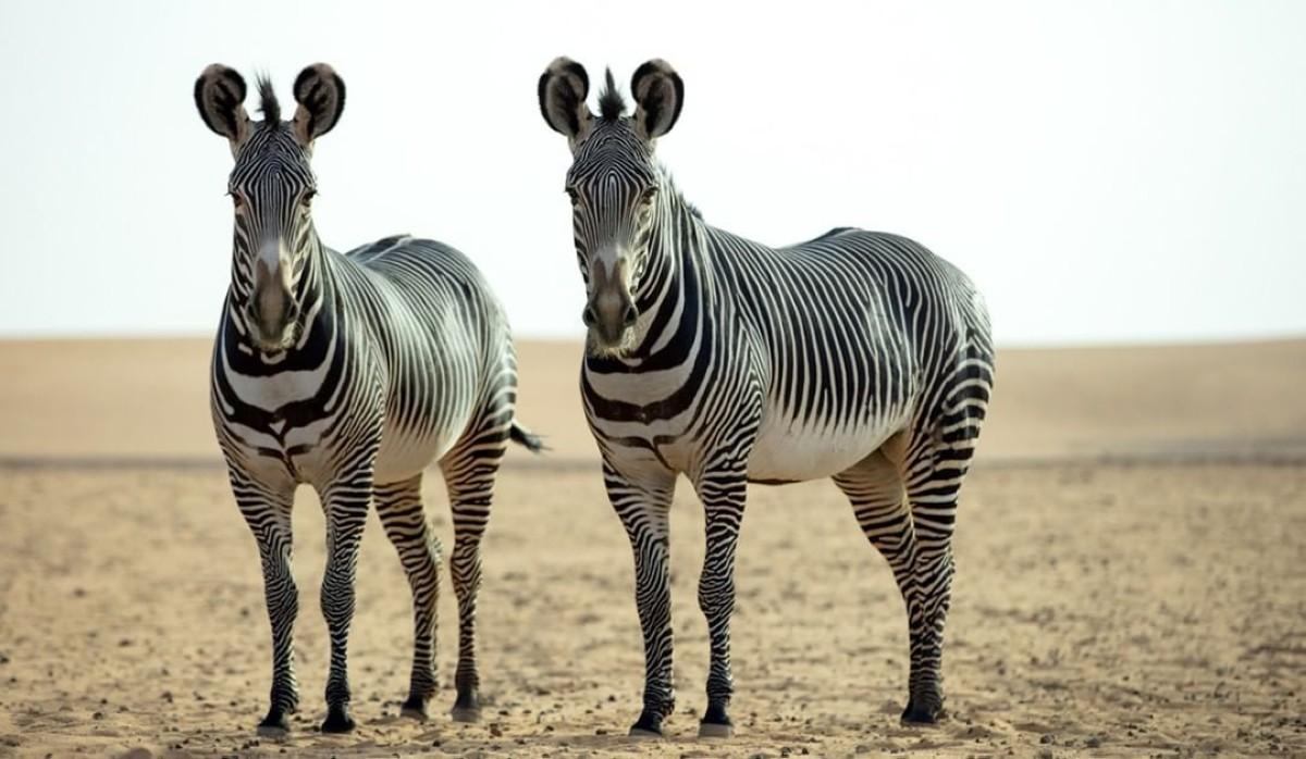 Immerse yourself in a wildlife safari just one hour from Riyadh