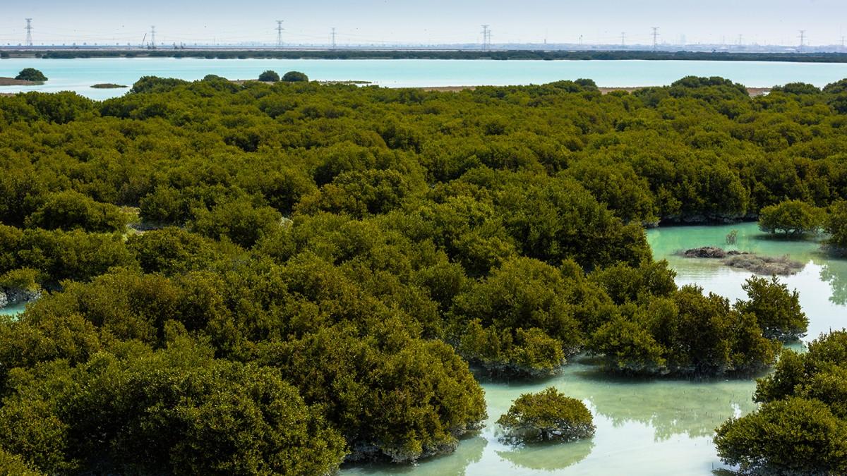Hidden Gem: Mangrove Eco Park