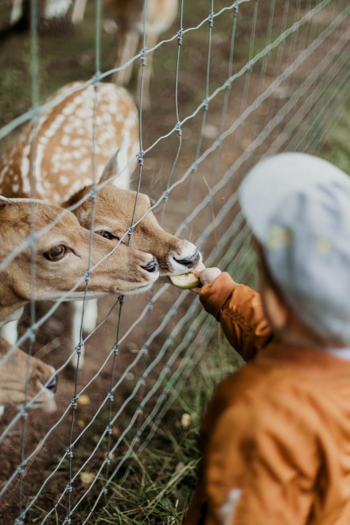 Riyadh Season 2024: Riyadh Zoo is open and entry is free