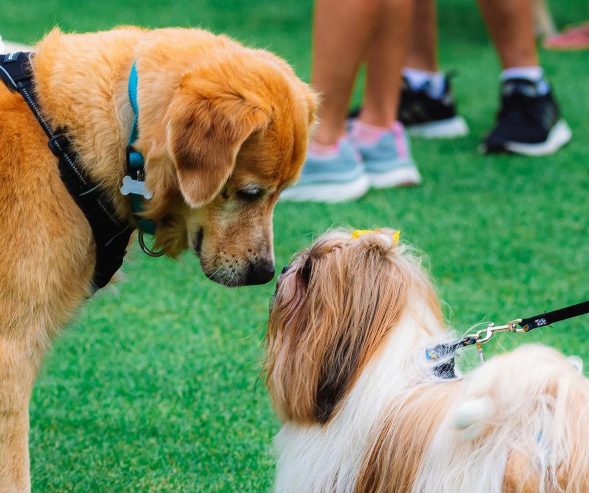 Riyadh Season: Everything you need to know about the Dog Festival