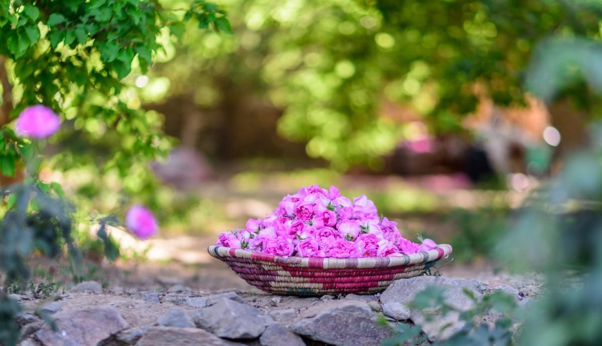 Taif roses have been declared a cultural treasure UNESCO