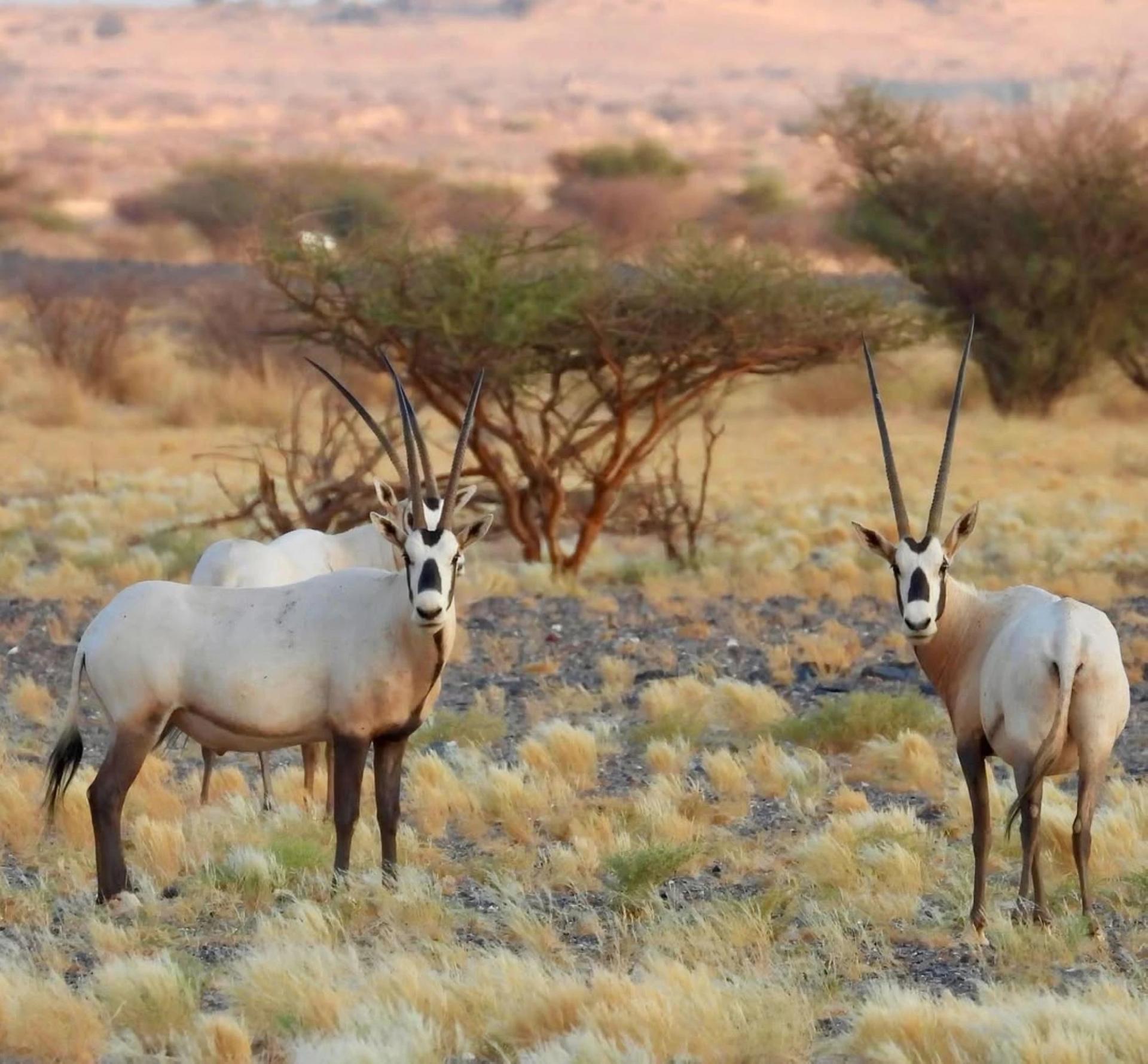 NCW releases 134 endangered species into NEOM Nature Reserve