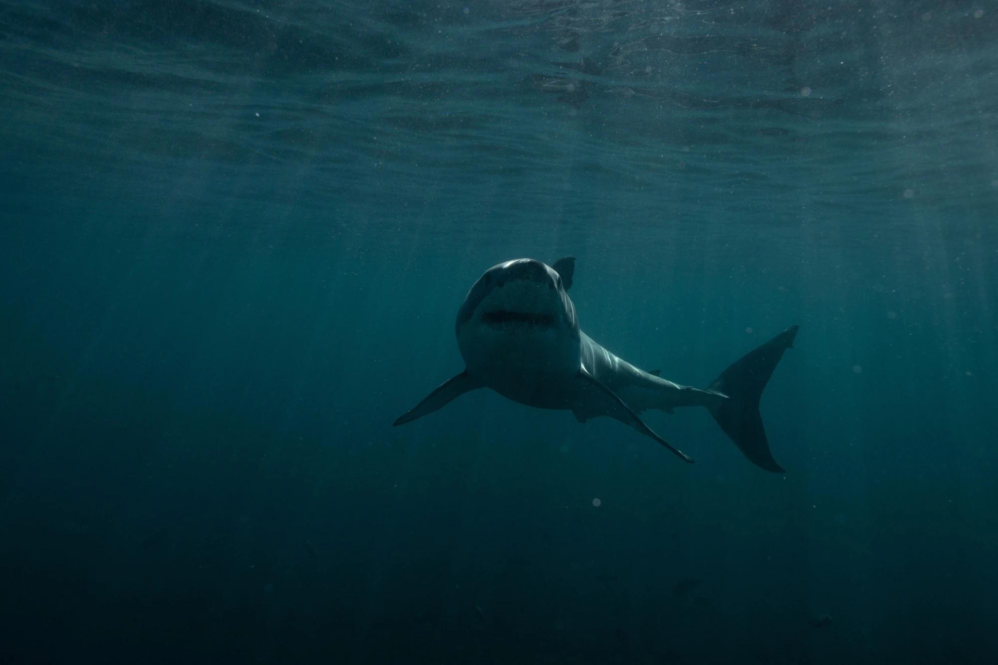 Asharq Discovery brings Shark Week to Arabic audiences for the first time