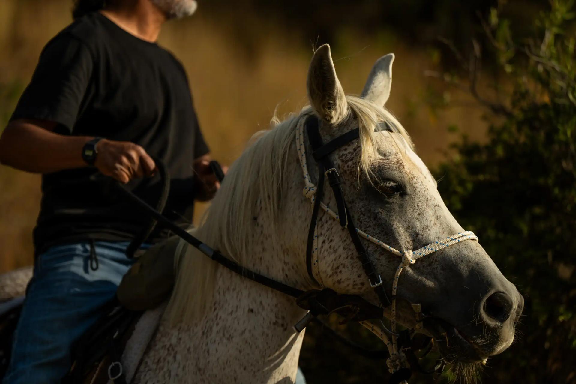 A World of Adventure: Horse riding in Aseer's Al Haifa Park